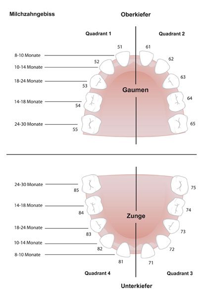 Anordnung der Milchzähne im Kiefer