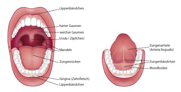 Mundschleimhauterkrankungen